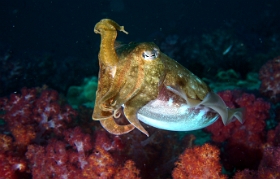 Birmanie - Mergui - 2018 - DSC02736 - Broadclub cuttlefish - Seiche - Sepia latimanus